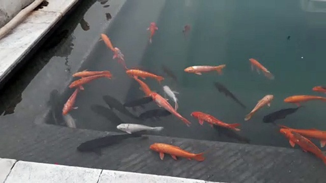 स्वर्ण मंदिर, अमृतसर, पंजाब, भारत  के पवित्र जल  में स्वर्ण मछलिया .......अद्भुत नज़ारा.............Golden Fishes At Crystal Clear Water Of Golden Temple, Amritsar, Punjab.