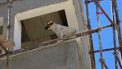 İnşaatın 6'ncı katındaki balkon kenarında mahsur kalan köpek kurtarıldı