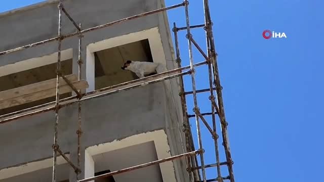 Köpek inşaat halindeki binanın 6. katına çıkan köpek işçilere zor anlar yaşattı