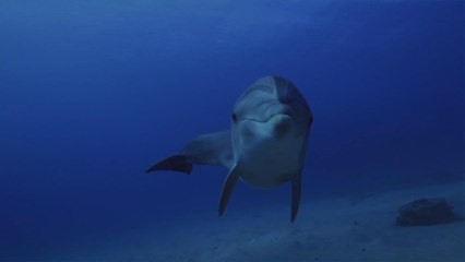 Spot Dolphins in the Ocean With These Calming Beach Cams