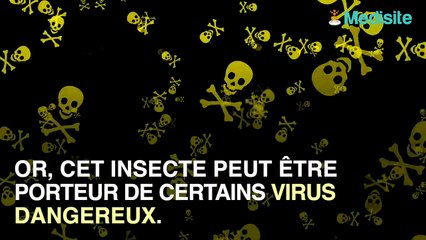 Moustique tigre : les signes qui montrent que vous êtes infecté