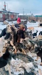 Dogs at the Shelter Greet the Owner
