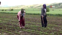 Mevsimlik tarım işçileri koronanın gölgesinde mesai harcıyor