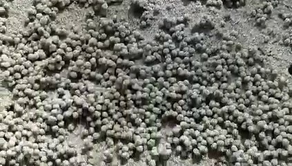 Game of Crabs - Fatra Char, Kuakata, Patuakhali || কাঁকড়ার খেলা-ফাতরার চর,কুয়াকাটা,পটুয়াখালী