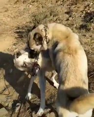 SiVAS KANGALLARDAN OGLEN ANTREMANI - KANGAL SHEPHERD DOGS EXERCiSE