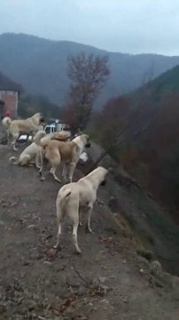 KANGALLAR, COBAN KOPEKLERi ALARMDA - KANGAL DOG and ANATOLiAN SHEPHERD DOGS at ALARM
