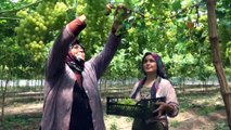 Tarım İşçileri Üzüm Hasadına Müzik Eşiliğinde Oynayak Kutladı