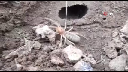 Sarıkız kabusu geri döndü... Et yiyen örümcek olarak bilinen 'Sarıkız' vatandaşları tedirgin etti