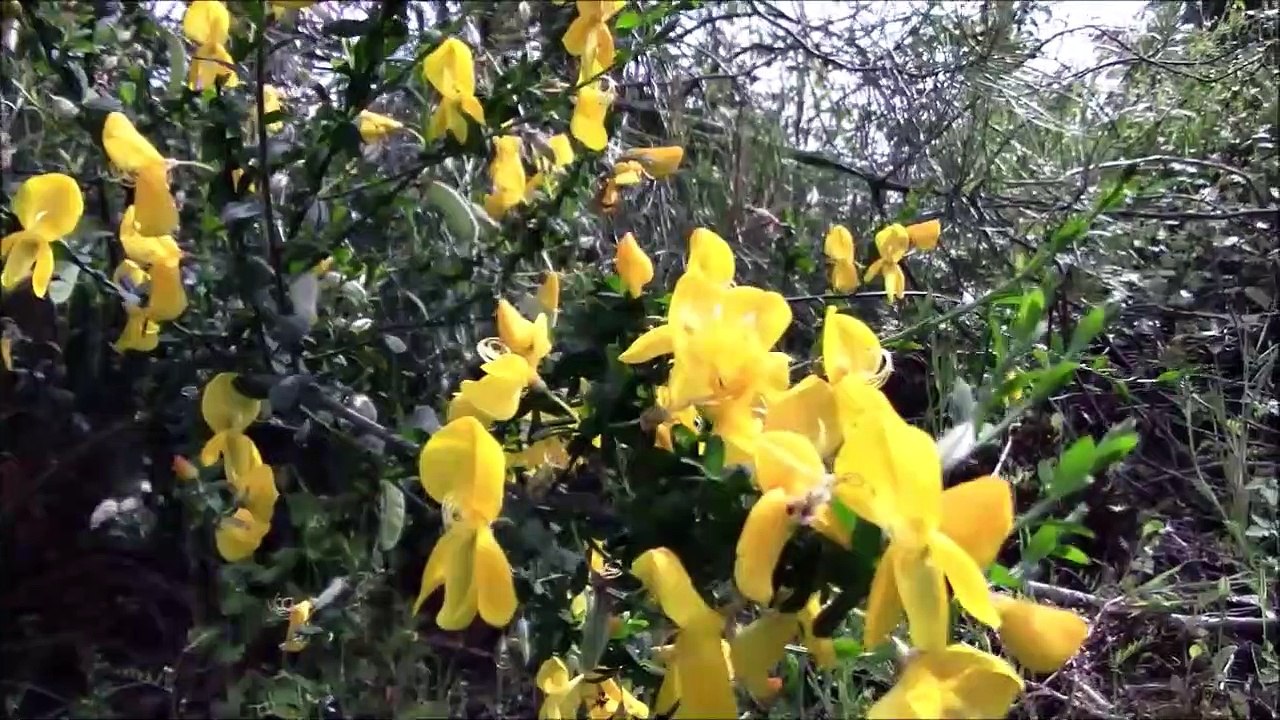 Diário 8 da Clausura, Covilhã de 1 a 7-5-2020, sons Já b´UBI