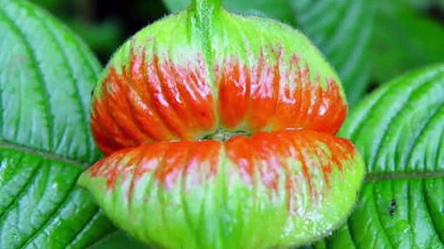 TOP NHỮNG LOÀI THỰC VẬT KÌ DỊ ĐẾN NỖI CHẲNG AI TIN CHÚNG LẠI CÓ THẬT TRÊN ĐỜI