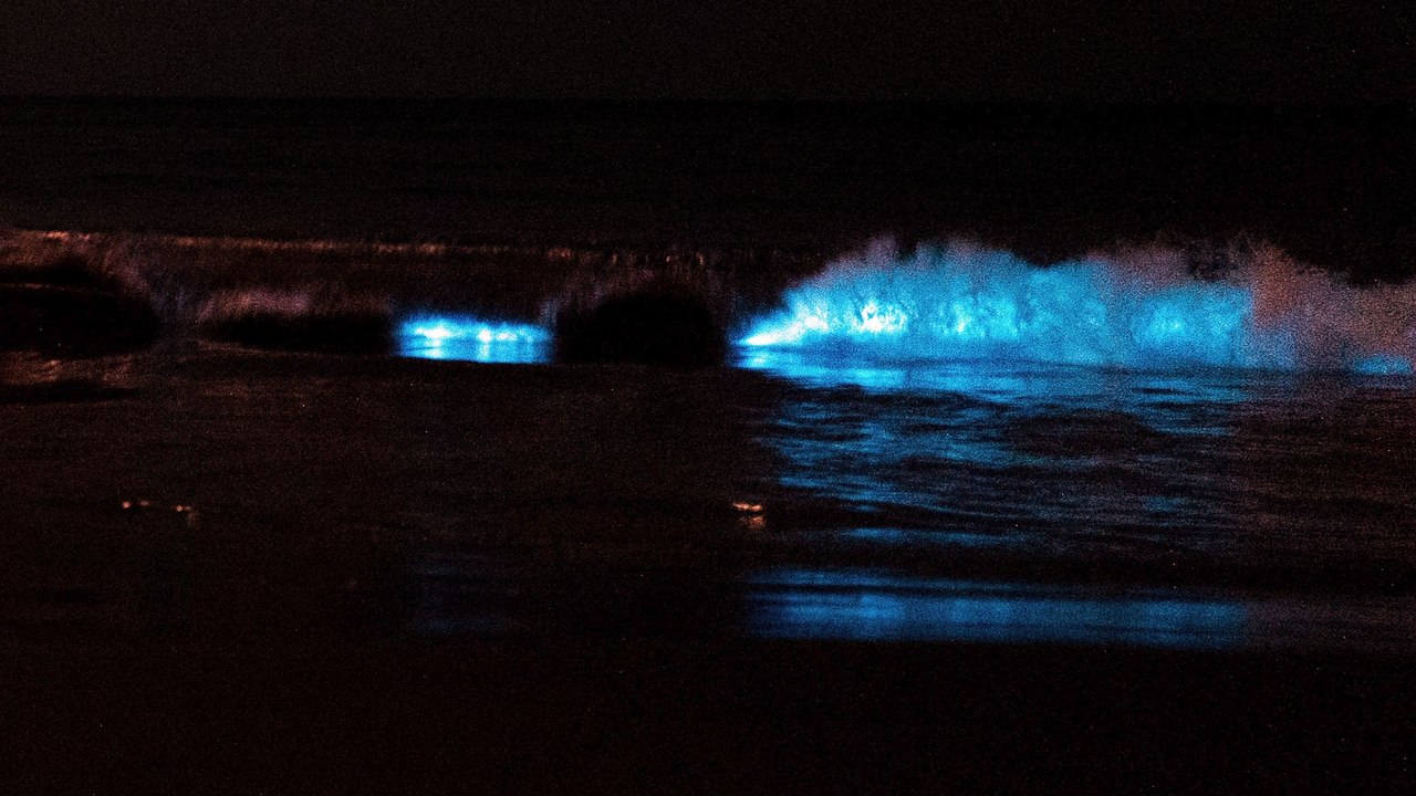 Neon Waves in California