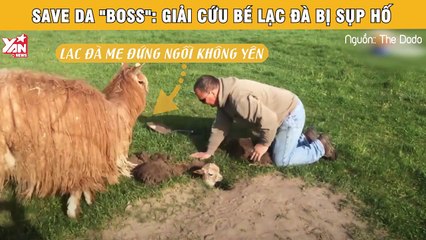 : Khoảnh khắc thiêng liêng chứng kiến lạc đà mẹ bất lực nhìn con bị chôn sống hơn 24 tiếng đồng hồ!