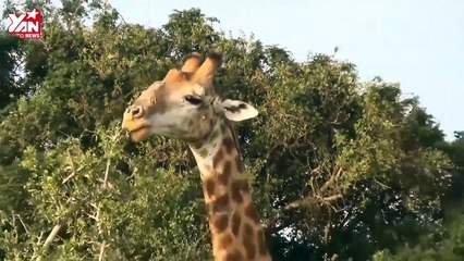 Hươu cao cổ mẹ anh hùng cứu lấy con khỏi bầy sư tử đói