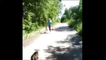 CATS VS DOGS - Angry Cats, Funny and Brave Attacks against Dogs