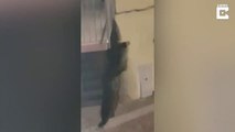 Un ours se retrouve sur un balcon en pleine ville après avoir escaladé l'immeuble