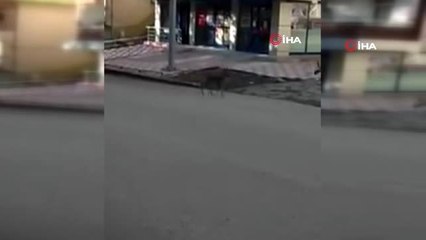 Kastamonu'da boş şehir merkezine ceylan indi