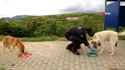 Tunceli'de sokak hayvanları Vefa grubuna emanet