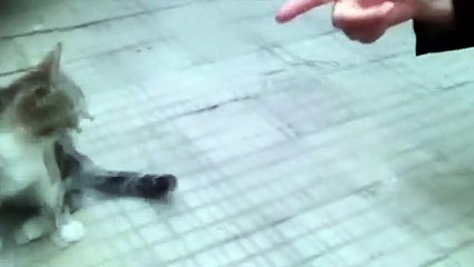 Cute cat does a funeral meme