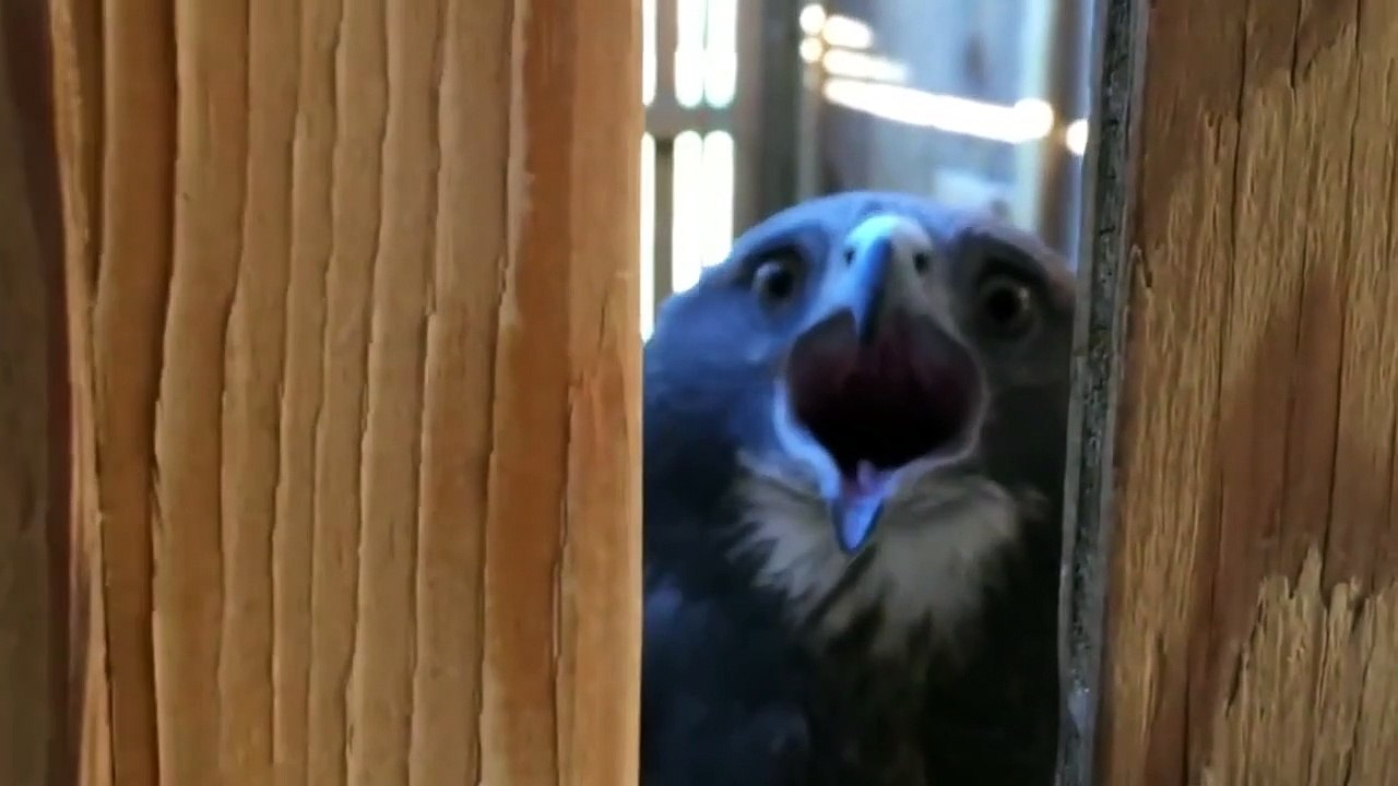 A Birdy Surprise