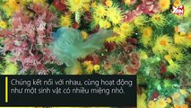 Cận Cảnh Thiên Nhiên - Kỳ 05: Chứng kiến loài san hô lạ ăn thịt sứa biển tập thể