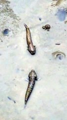 Mudskippers Fighting And Social Distancing