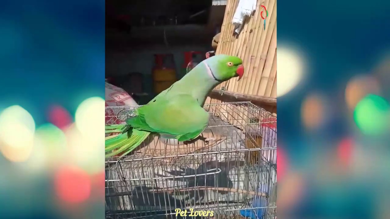 Funny Pet Birds