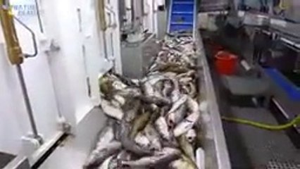 - Amazing Automatic Lines, Catching and Processing Fish Right on Ship, Big Catch in The Sea_