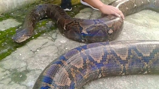Il nous présente son python géant, animal magnifique - Vidéo Dailymotion