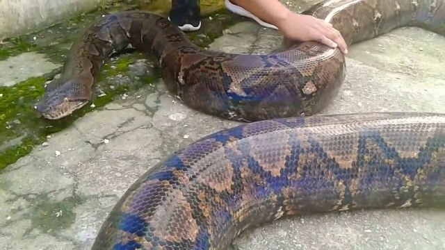Il nous présente son python géant, animal magnifique
