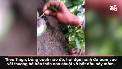 Kỳ lạ cây mọc trên lưng con chuột còn sống từ một vết thương hở