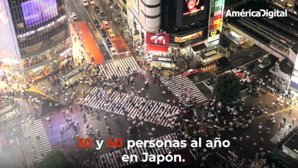 Vespa Mandarinia: ¿Por qué puede ser mortal para los humanos?