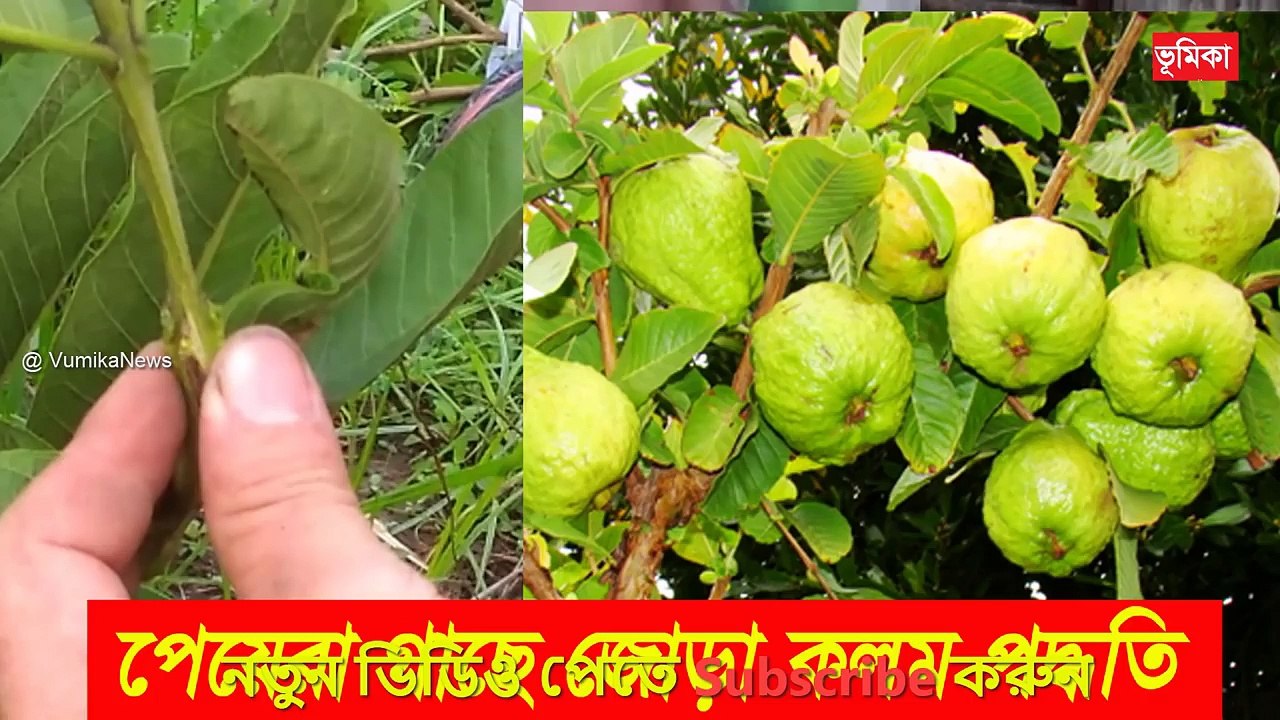 পেয়েরা গাছে জোড় কলম করার পদ্ধতি - guava grafting techniques - How to guava grafting