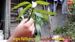 আম গাছে ডাবল জোড় কলম করার পদ্ধতি - mango double grafting techniques - Vumika Agri News