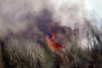 Two Wildfires Are Now Burning in the Florida Panhandle