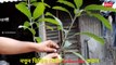 আম গাছে জোড় কলম করার পদ্ধতি - How to mango grafting in easy way