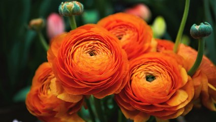 What are most popular flowers for Mother's Day?