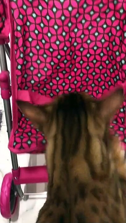 Kitty Loves Its Stroller