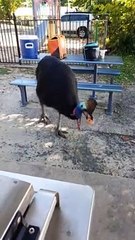 Cassowary Eating a Lady's Apple Whole