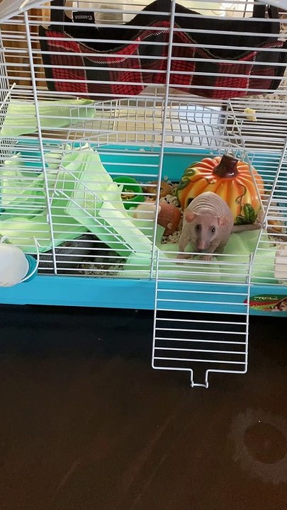 Hairless Rat Stocks All of the Napkins