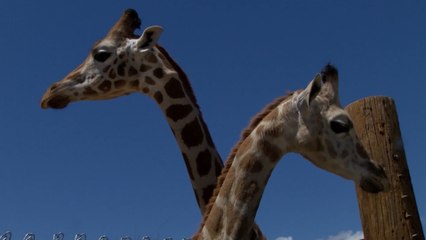 Out of Africa Wildlife Park