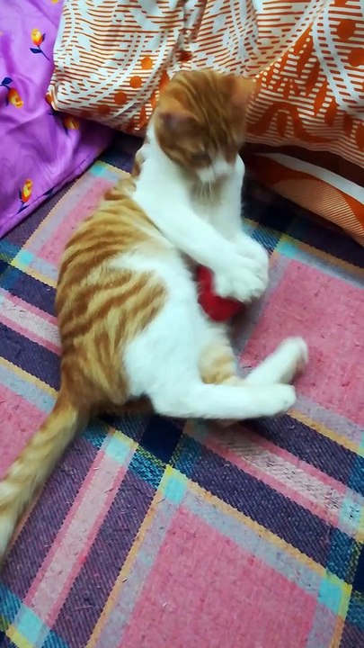 Entertaining Night Kitty On Bed