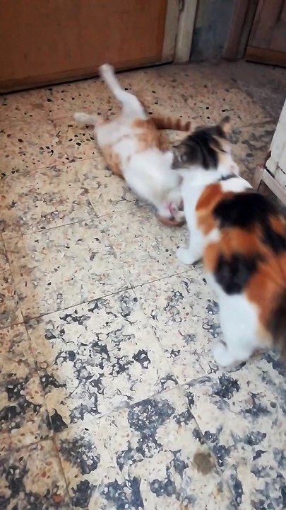 Mummy Won Against Son Fight