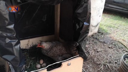 mqn-Ponga a Juank a Bretear  Construir un Gallinero-070520
