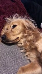 Kurtlar Vadisi, Polat’ın Elif’in mezarında konuşmasına içlenen köpek 