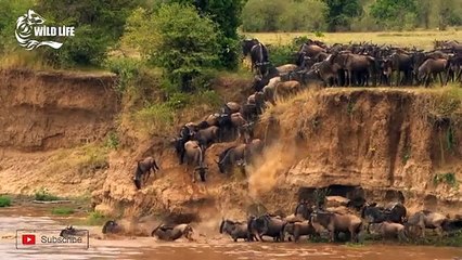 AFRICAN WILDLIFE   MASAI MARA.