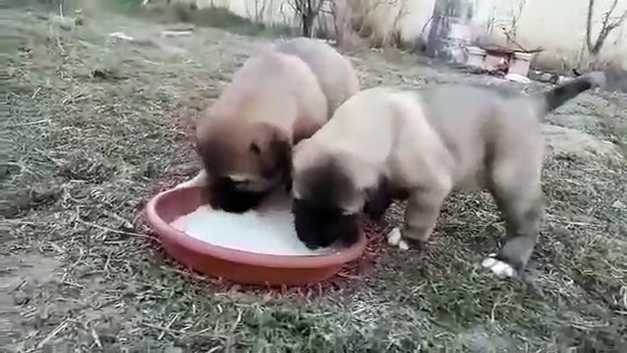 ANADOLU COBAN KOPEGi YAVRULARI ve KAHVALTISI - ANATOLiAN SHEPHERD DOG PUPPiES and BREAKFAST