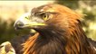 Most spectacular Eagles vs Fox compilation - Amazing skills and aerobatics , Video African Animals