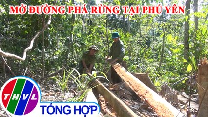 Lâm tặc ngang nhiên mở đường để phá rừng tại Phú Yên