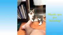 Cute Pets And Funny Animals Compilation #49 - cute cat videos