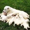 ALABAY YAVRULARI ve ANNESi SABAH SUTU - ALABAi MOM and PUPPiES MiLK MORNiNG